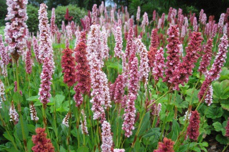 Highlander - Prairie et fleurs sauvages