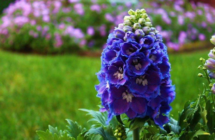 Delphinium - Prairie et fleurs sauvages