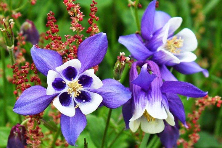 Aquilegia - Prairie et fleurs sauvages