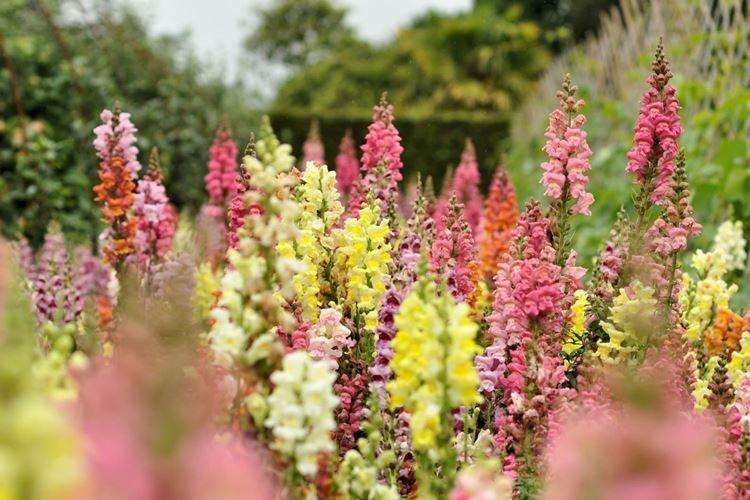 Grandes variétés - Espèces Snapdragon