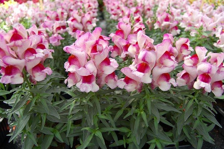 Variétés à faible croissance - Espèces Snapdragon