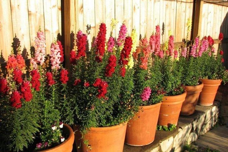 Température - Snapdragon Care