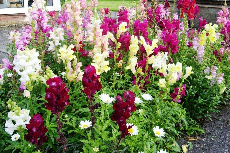 Élagage - Soins Snapdragon