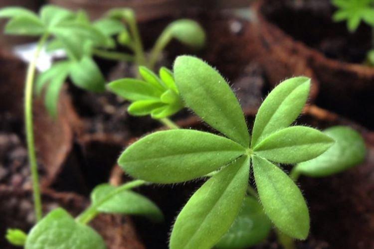 Informations générales - Lupin