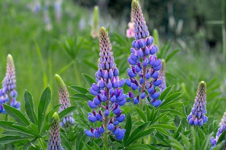 Lupin angustifolia