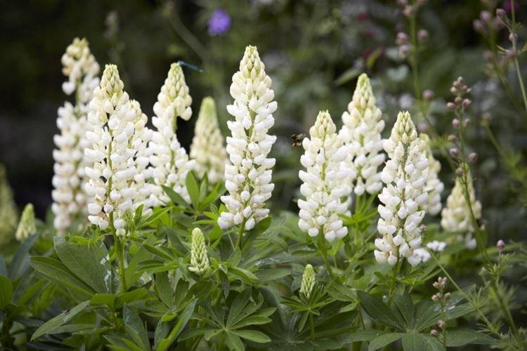 Lupin blanc