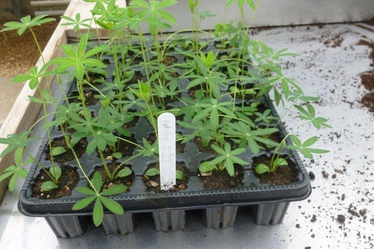 Transplantation et reproduction - Lupin Care