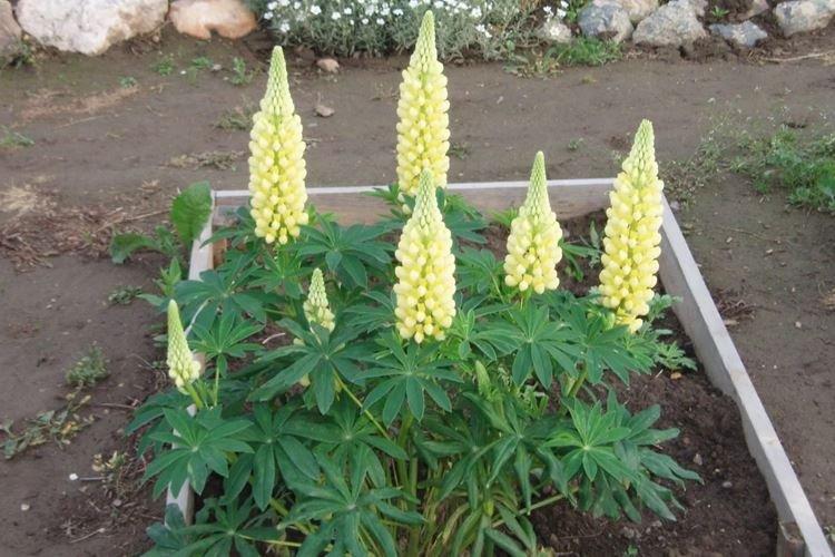 Taille - Soins Lupin