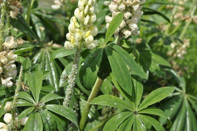 Lutte contre les parasites et les maladies - Lupin