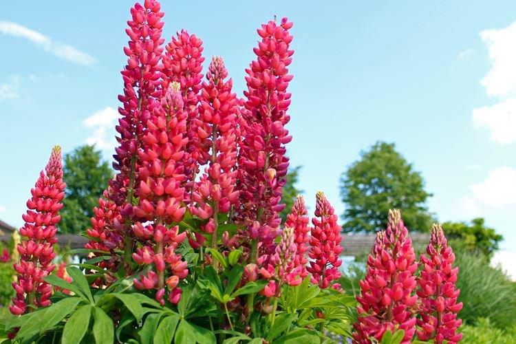 Lupin - photo