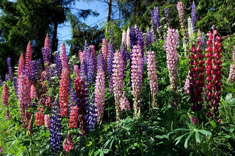 Lupin - photo