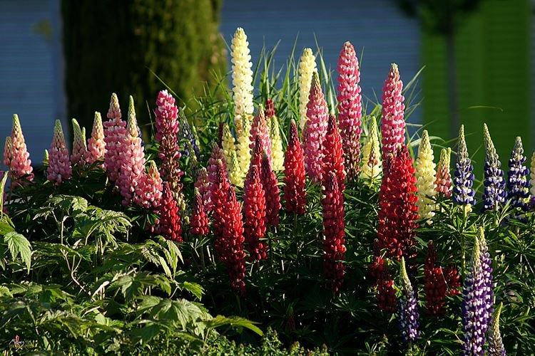 Lupin - photo