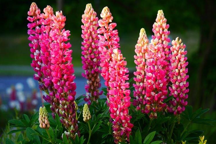 Lupin - photo