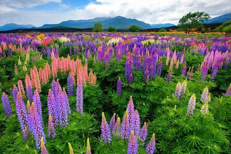 Lupin - photo
