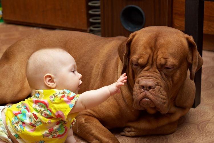 Le propriétaire, semble-t-il, nous n'étions pas d'accord donc - Les petits enfants et leurs gros chiens