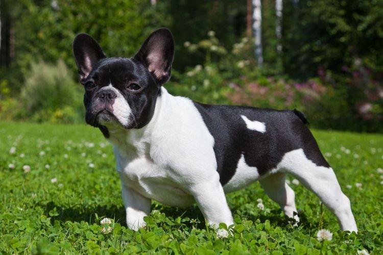 Bouledogue Français - Races de Petits Chiens pour Appartement