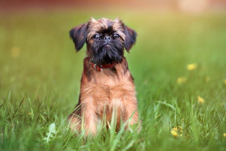 Brussels Griffon - Races de petits chiens pour un appartement