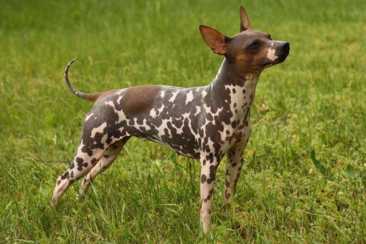 American Hairless Terrier - Races de petits chiens pour un appartement