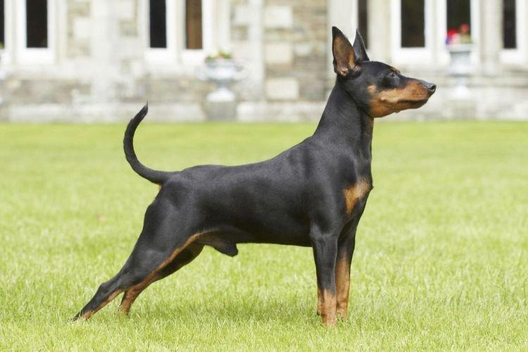 English Toy Terrier - Races de petits chiens pour appartement