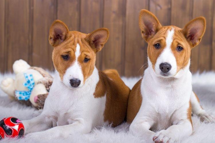 Basenji - Races de petits chiens pour un appartement