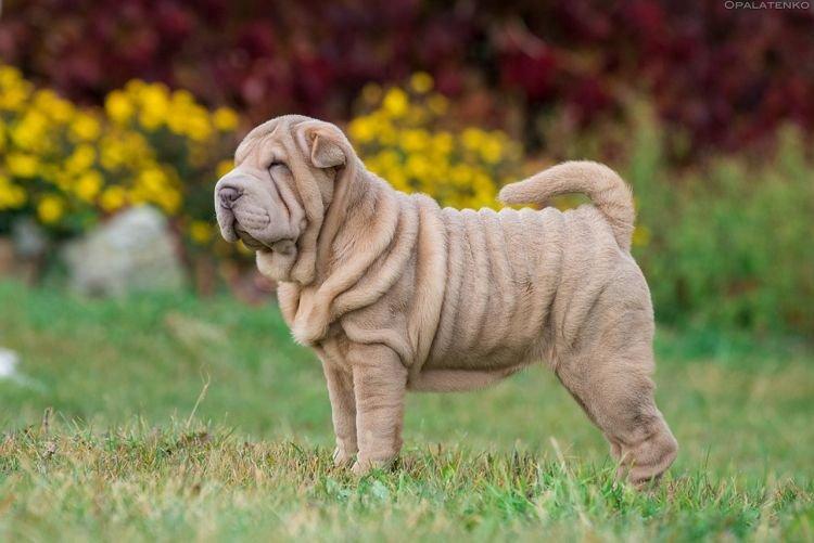 Shar Pei - Races de petits chiens pour un appartement