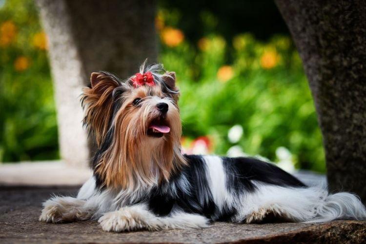 Biewer Yorkshire Terrier - Races de petits chiens pour un appartement