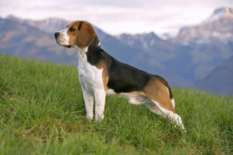 Beagle - Races de petits chiens pour un appartement