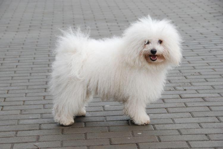 Bolognaise - Races de petits chiens pour un appartement