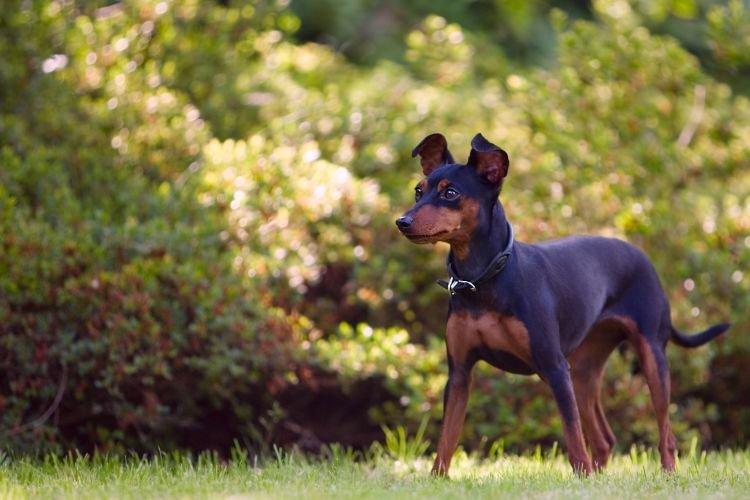 Pinscher nain - Races de petits chiens pour un appartement