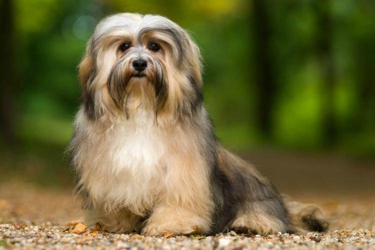 Havana Bichon - Races de chiens de petite taille pour un appartement