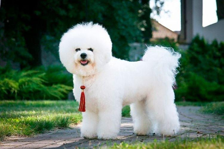 Bichon Frise - Races de Petits Chiens
