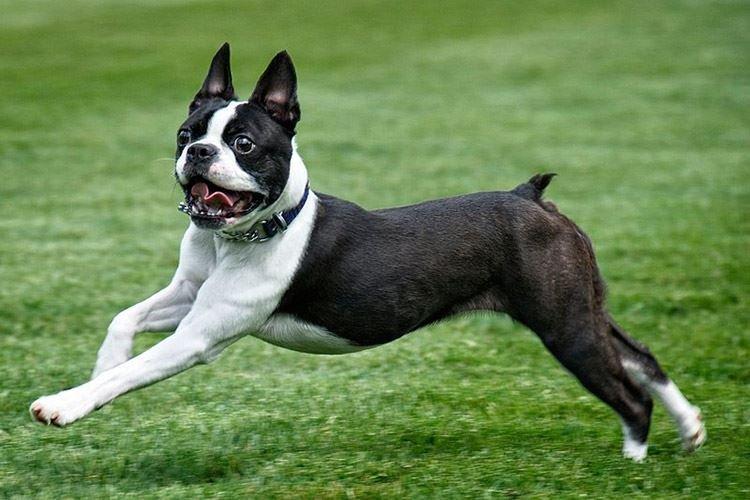 Boston Terrier - Races de petits chiens