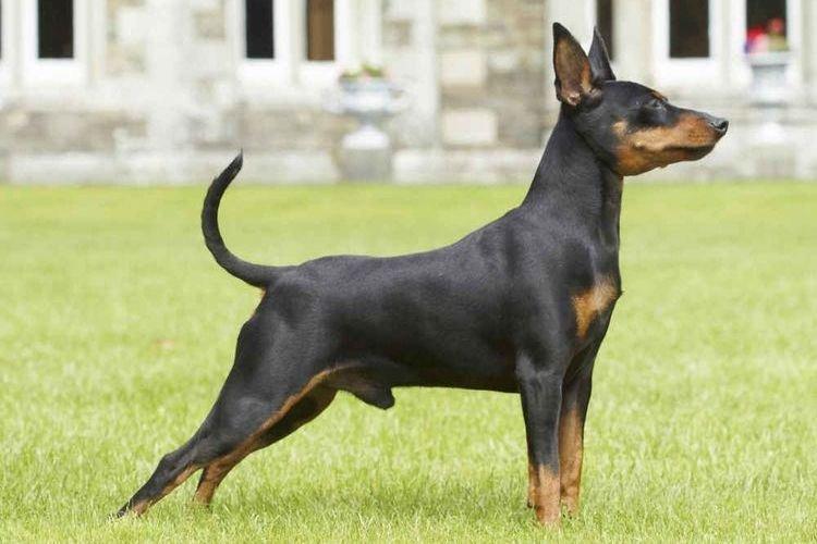 Pinscher nain - Races de petits chiens