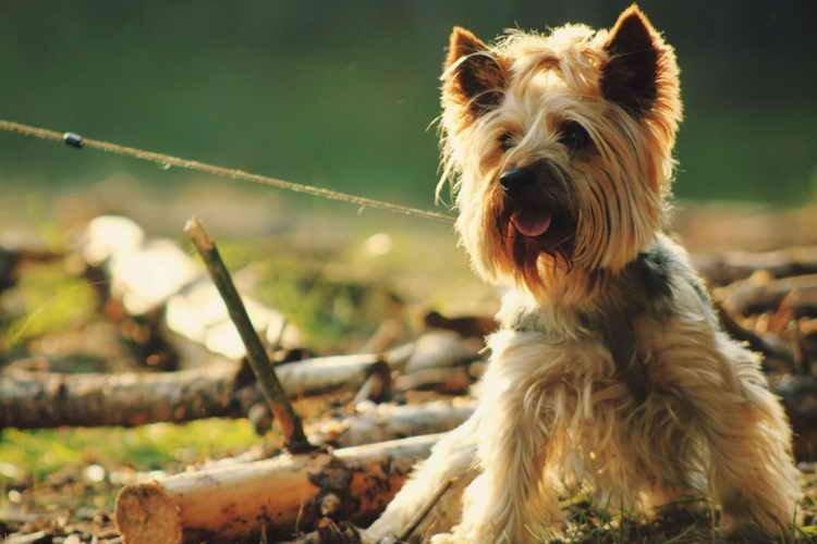 Yorkshire Terrier - Races de petits chiens