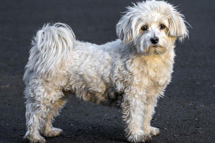 Bichon Havanais - Races de Petits Chiens