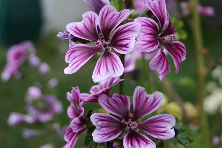 Top dressing - Soin mauve