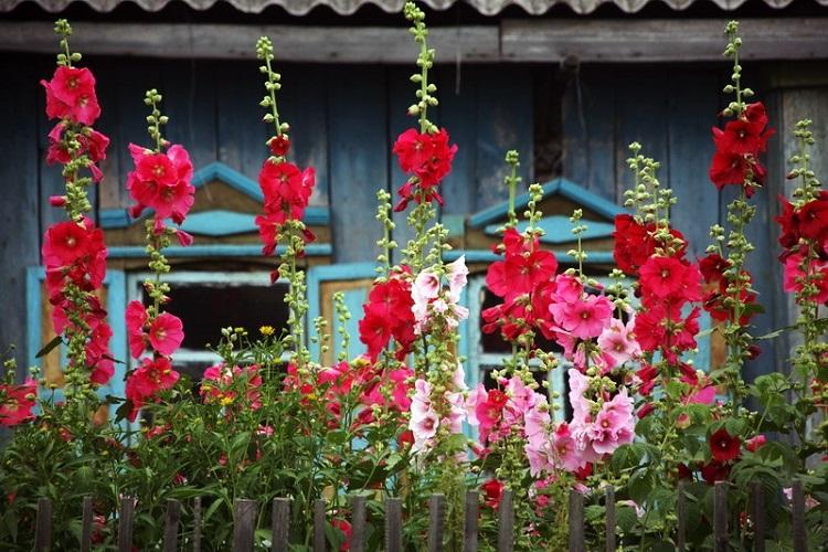 Boutures - Reproduction et plantation de mauve