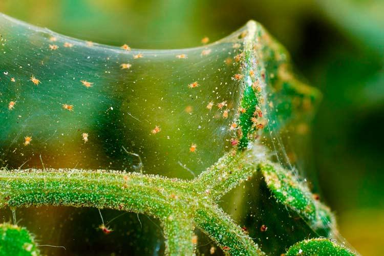 Maladies et ravageurs - Mauve