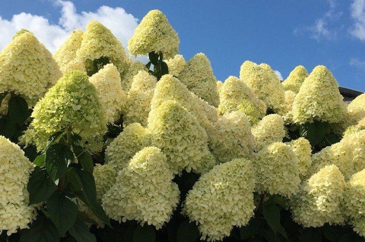 Hydrangea paniculata Limelight