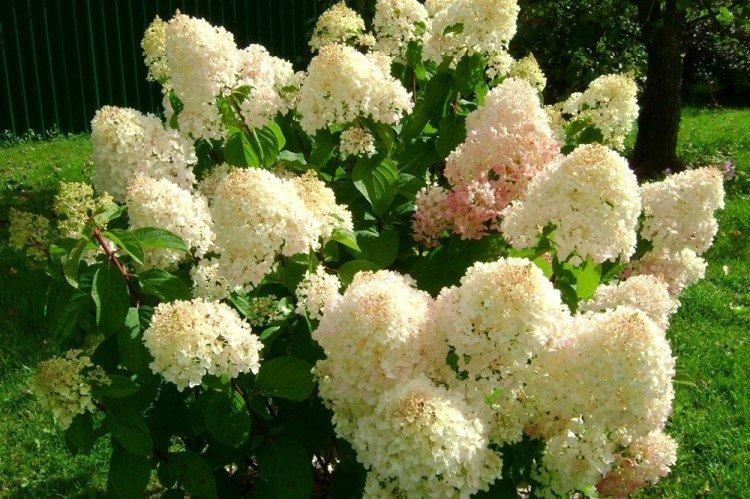Hydrangea paniculata Dollar en argent