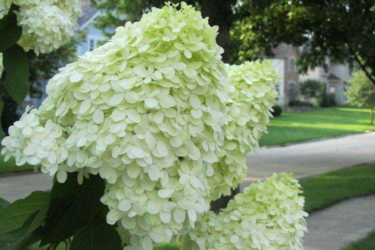 Hortensia paniculata Unique