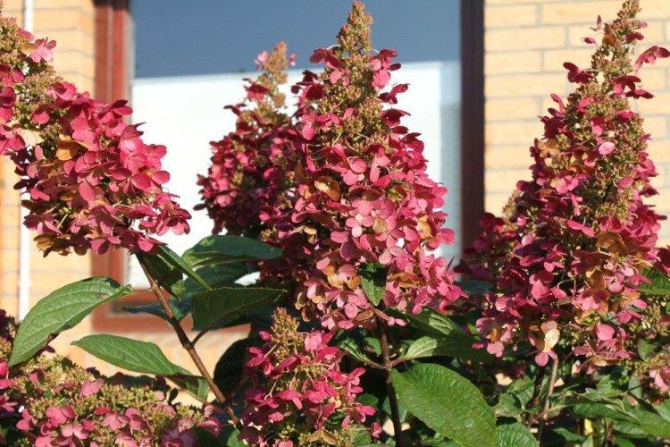 Hydrangea paniculata Weems Rouge