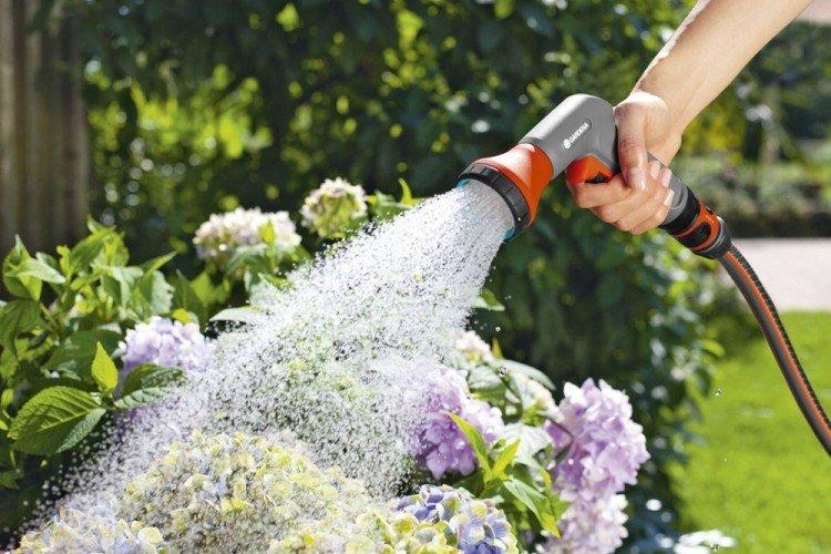 Arrosage - Soin de l'hortensia panicule