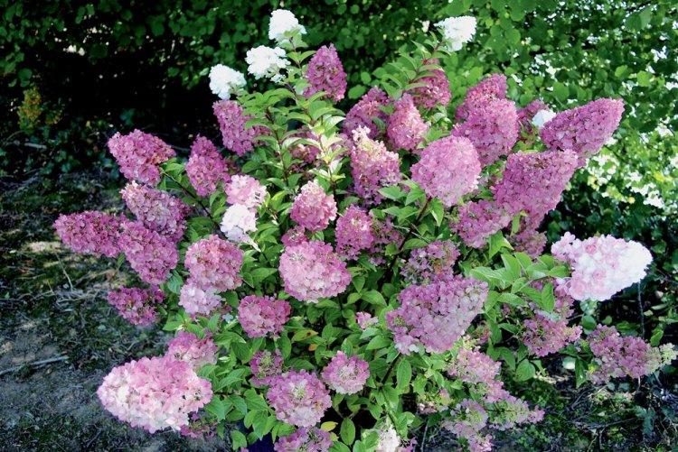 Hortensia panicule - photo