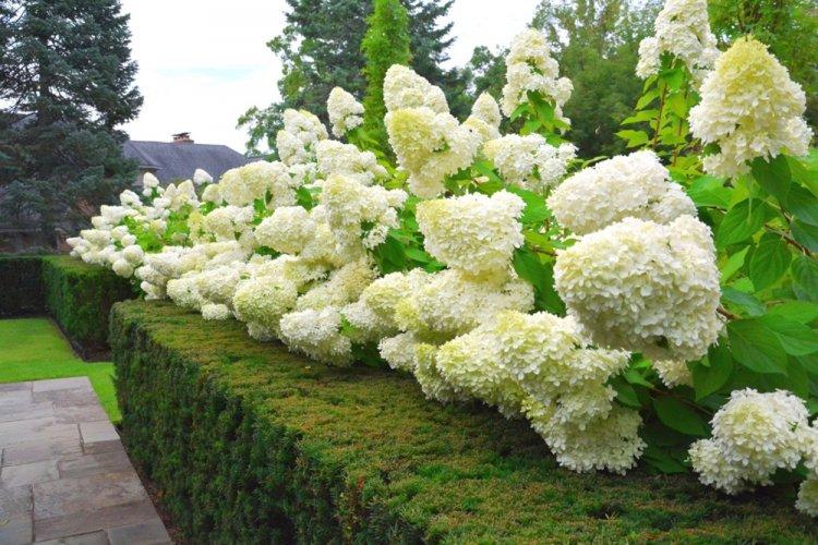 Hortensia panicule - photo
