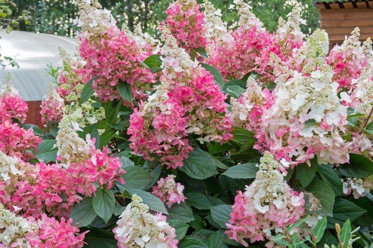 Hortensia panicule - photo