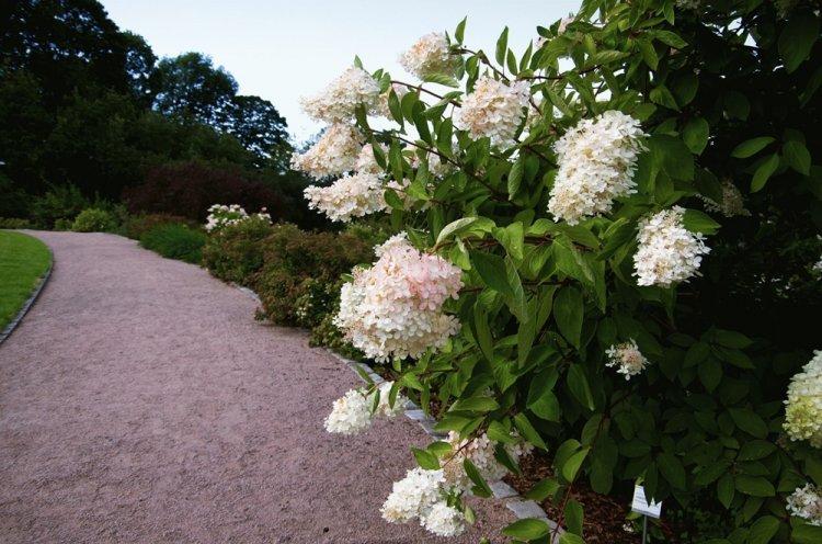 Hortensia panicule - photo