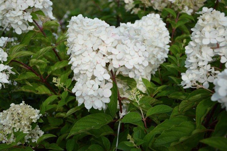 Hortensia panicule - photo