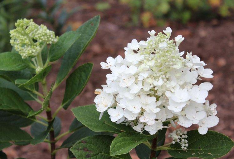 Hortensia panicule - photo