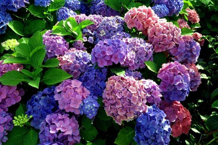 Hortensia panicule: les meilleures variétés pour la région de Moscou